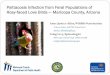 Psittacosis Infection from Feral Populations of Rosy-faced ... · Rosy-faced Love Birds — Maricopa County, Arizona Anne Justice-Allen W, ildlife Veterinarian . Arizona Game and