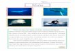 Facts about whales - non fiction - TeachingCave.com...Orcas, also known as killer whales, are one of the most powerful predators to roam the world’s oceans. They can be found travelling