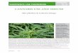 Alan J Budney & Catherine Stangersmoke from cannabis is inhaled (e.g., carcinogens, tar). How is cannabis prepared and consumed? The cannabis plant is cultivated cannabis and then