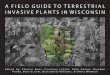 A FIELD GUIDE TO TERRESTRIAL INVASIVE PLANTS IN WISCONSIN · Spott ed knapweed - R Spurge - Cypress, Leafy - R Sweet clover - White, Yellow - N Teasel - Common, Cut-leaved - R Thistle