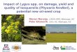 Lygus spp. on damage, yield and quality of lesquerella ... · Steven Naranjo, USDA-ARS, Maricopa, AZ Peter Ellsworth, Univ. AZ, Maricopa, AZ Impact of Lygus spp. on damage, yield