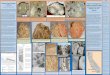 Evidence of the K-Pg Impact Evidence for Reassignment of ... · paleontology of the Paleocene and Eocene Goler Formation, El Paso Mountains, California: SEPM Book 57, p. 1-29. 