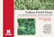 Yellow Field Peas - Lancaster County · •Field peas form symbiosis with a different rhizobia species than soybeans •Double inoculate on virgin ground • Use both liquid and peat