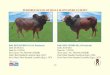 PEDIGREE DETAIL OF BULLS MAINTAINED AT DFSPC · PEDIGREE DETAIL OF BULLS MAINTAINED AT DFSPC Bull: RED SINDHI-220 (ET Produced) DoB: 21.04.2012 Dam No.: 231/207 Sire's name / No.: