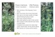 Poison Hemlock, Wild Parsnip,...üCow parsnip, Heracleum maximum (same genus as giant hogweed), 5-8 ft tall, leaves trifoliate & lobed, flat flower umbel, can cause skin blistering,