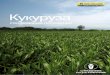 Кукуруза - CNH Industrial · 2018-02-13 · связывает мало азота, за счет чего для следующего урожая кукурузы остается