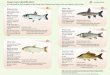 fish guide carp - nps.gov · Asian Carp Identification = Invasive Fish A Field Guide to Fish Invaders of the Great Lakes Region: Non-Native Fish and Native Look-a-Likes Page 10 and