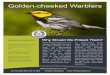 Golden-cheeked Warblers - Hays County · services/hays-county-regional-habitat-conservation-plan/and Texas Parks and Wildlife ... or an environmental assessment for this listed species
