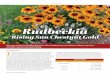 ‘Rising Sun Chestnut Gold - Greenhouse Product Newsudbeckia ‘Rising Sun Chestnut Gold’ is a true . Rudbeckia hirta. that produces an abundance of massive, bicolored blossoms