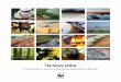 The Nature of Risk · 2020-06-17 · Nature of Risk: A Framework for Understanding Nature-Related Risk to Business 5 Framework of nature-related risk. This framework for nature-related
