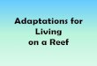 Adaptations for Living on a Reef 3 U… · Adaptations for Living Spaces of the Reef : ABOVE the reef: ON the reef: IN the reef: There are three main living spaces found on a coral