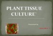 ASHAMOL T - WordPress.com · Meristems, shoot and root tips, leaf tissue ... 1902-Haberlandt -cultured Isolated single palisade cell 1904-Hanning Robins -Embryo culture 1922- Hanning