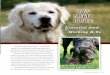 RAW MEATY BONEScult” dogs become contented and more easily trained when changed over to a raw meaty bones diet. Dogs of all ages and breeds experience an improvement in general health