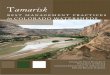 Tamarisk - RiversEdge West · 2018-01-23 · orado, Utah, Nevada, Oklahoma and Wyoming (Zavaleta 2000). Tamarisk has been associated with increased ﬂooding frequency due to chan-nel