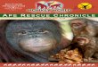 Charity No. 1126939 APE RESCUE CHRONICLE · Once she reached adolescence she became unmanageable in the house and a new enclosure and indoor area had to be built for the growing great