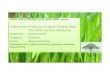 VATA VM SYNERGY (M) SDN BHD - biomass-sp.netbiomass-sp.net/wp-content/uploads/2012/05/Vata-VM.pdf · pelletized organic compost/fertilizer at N: 1.5%, P: 0.5%, K : 2.5% , Mg : 0.5%