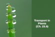 Transport in Plants (Ch. 23.5) - Weebly...Transport in plants • H 2 O & minerals –transport in xylem –Transpiration •Adhesion, cohesion & Evaporation • Sugars –transport