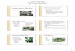 Benefits of Interior Plants Managing Interior Plant Pestswci.colostate.edu/Assets/pdf/PMW2014/Rose.307InteriorPlant.PMW… · Rose.307InteriorPlant.PMW2014 Author: Melissa Created
