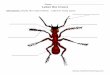 Name. Label the Insect Directions: Study the insect below. Label its body parts…files.havefunteaching.com/.../insect-parts-worksheet.pdf · 2019-09-04 · Label its body parts