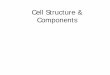 Cell Structure & Components Sp-11.pdf · Metabolism – the sum of all chemical reactions in the cell, may be anabolic or catabolic The organelles, proteins and enzymes present (due