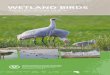 South East of South Australia WETLAND BIRDS · containing saucer or oval shaped nest lined with dry grass. Habitat: Wetlands and urbanised lands including swamps, lakes, reeds, town