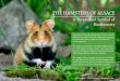 THE HAMSTERS OF ALSACE - Nature Picture Library · 2014-10-17 · THE HAMSTERS OF ALSACE In pockets of low-lying farmland in France, a small rodent is the subject of much controversy,