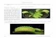Carnivorous Plant Newsletter vol 48 no 4 December 2019 · Volume 48 December 2019 189 Dionaea ‘Génépine’ Submitted: 1 September 2019 Dionaea ‘Génépine’ was selected from