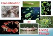 of Living Things · Modern Taxonomy Modern taxonomists consider the phylogeny of an organism when attempting to classify it. Phylogeny: The evolutionary history of an organism. To