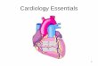 Cardiology EssentialsCardiology Essentials 1 Physical Location in Thoracic Cavity Aortic valve –2d rib/intercostal space, right sternal border Pulmonic valve –2d intercostal space
