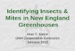 Identifying Insects & Mites in New England Greenhousesentlab/Greenhouse IPM/Workshops/2015... · Thrips are tough to control. Parasites/ predators sometimes help. •Photo of sentinel