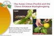 The Asian Citrus Psyllid and the Citrus Disease Huanglongbing · restaurants. It is a favorite host of the psyllid. Shipments of infested leaves have been ... Alabama. Georgia. S
