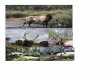 Hunt ID:5030-CO-GS-1195-075-ElkMDeer-IELDB4AYF-TP2OP …€¦ · Colorado archery mule deer tags are limited and obtained by drawing. Colorado archery mule deer drop camps are rewarding