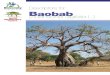 Descriptors for Baobab (Adansonia digitata L.)...Baobab (Adansonia digitata L.) is an important multipurpose food tree of the semi-arid and sub-humid zones of sub-Saharan Africa, including