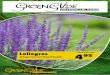 Liriope muscari ‘Royal Purple’tuincentrumfritsjanssen.nl/UserFiles//Folder 4... · Clematis ‘Multi Blue’ 7 95 Kamperfoeli Lonicera henryi 6 95 5-9 16 6-8 16 795 3-4 16 5-9