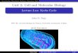 Lecture 2.xx: Krebs Cycle - faculty.scottsdalecc.edu · The hypothesis of Hans Adolf Krebs and colleagues 3 Evidence Pyruvate Malonate and Fumarate 4 Questions and Answers PYR oxidation