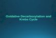 Oxidative Decarboxylation and Krebs Cycle. Foundation Block/Male … · Objectives: Krebs Cycle By the end of this lecture, students are expected to: • Recognize the importance