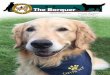 Fall 2018 News and Information About Golden Retrievers For 2 The Baruer all 2018 Golden Retriever Rescue