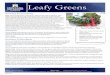 Leafy Greens · 2017-10-02 · Growing & Harvesting Grow. Several leafy greens are grown as spring and fall crops in Montana. Plant ini al crop in spring when soil temperatures reach