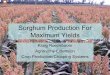 Sorghum Production For Maximum Yields - … Production...Sorghum Production For Maximum Yields Kraig Roozeboom Agronomy Extension Crop Production/Cropping Systems Introduce myself