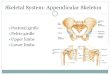 Skeletal System: Appendicular Skeleton...Skeletal System: Appendicular Skeleton Pectoral girdle Pelvic girdle Upper limbs Lower limbs Pectoral (Shoulder) Girdle Consists of scapula