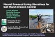 Mussel Powered Living Shorelines for Salt Marsh Erosion ... · Haskin Shellfish Research Lab Rutgers University Partnership for the Delaware Estuary ... water filtration and nutrient
