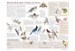 Number of species seen by at least 5% of ... - All About Birds · your field guide when FeederWatch started. In the early 90s it was a curi-osity mostly restricted to south Florida