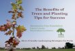 The Benefits of Trees and Planting Tips for Successcesacramento.ucdavis.edu/files/136360.pdf · Planting •Remove nursery stake from the trunk •If tree does not stand upright,