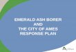 EMERALD ASH BORER AND THE CITY OF AMES RESPONSE …iowa.apwa.net/Content/Chapters/iowa.apwa.net/file...CITY OF AMES PLAN: Through proactive removal of ash trees now, new trees will
