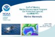 Marine Mammals - BOEM · GoMMAPPS Marine Mammal Objectives Broad-scale multi-year seasonal abundance & distribution data 1. Continental shelf (0―200 m) – Seasonal aerial surveys
