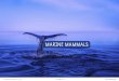 mARiNe mAmmAls - dcnanature.org · An important step in the conservation of marine mammals was the establishment of the Yarari Marine Mammal and Shark Sanctuary on September 1, 2015