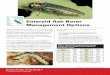 Emerald Ash Borer Management Options · trees planted along streets or in yard settings. Healthy trees have full crowns, elongating branches, and bark held tightly to the trunk/branches