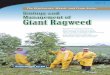 Biology and Management of Giant Ragweed · GWC-12 Purdue Extension 1-888-EXT-INFO The Glyphosate, Weeds, and Crops SeriesThe Glyphosate, Weeds, and Crops Series Biology and Management
