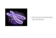 The Chromosomal Basis of Inheritance - WS AP Biologywsapbiology.weebly.com/uploads/3/8/1/4/38142749/ch... · •The Chromosomal Basis of Inheritance. The Chromosomal Theory of Inheritance