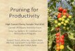Pruning for Productivity - Cornell University Tomato Prunin… · Pruning for Productivity High Tunnel Cherry Tomato Trial 2016 Cornell Willsboro Research Farm. Amy Ivy, Eastern NY